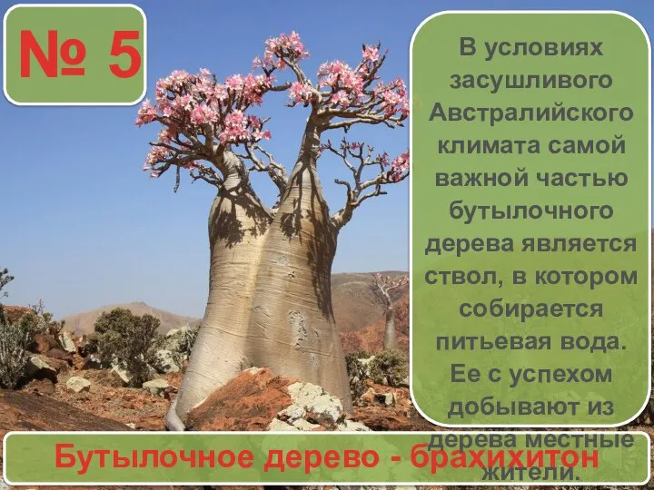 № 5 Бутылочное дерево - брахихитон В условиях засушливого Австралийского климата самой