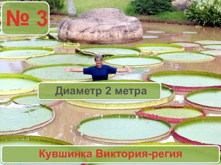 № 3 Кувшинка Виктория-регия Диаметр 2 метра