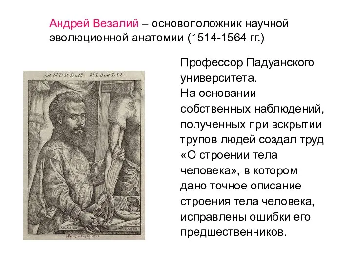 Андрей Везалий – основоположник научной эволюционной анатомии (1514-1564 гг.) Профессор Падуанского университета.