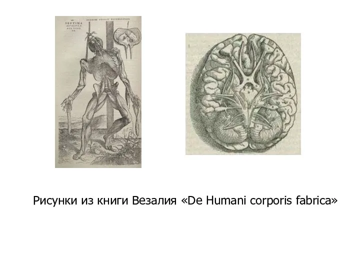 Рисунки из книги Везалия «De Humani corporis fabrica»