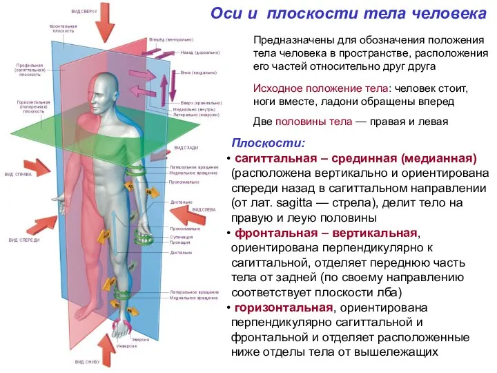 Оси и плоскости тела человека Предназначены для обозначения положения тела человека в
