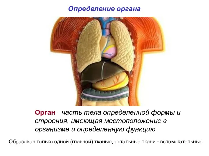 Определение органа Орган - часть тела определенной формы и строения, имеющая местоположение