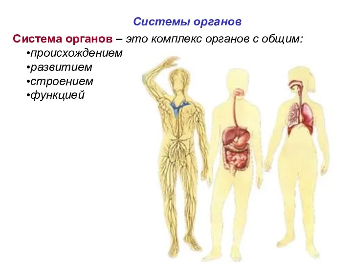 Система органов – это комплекс органов с общим: происхождением развитием строением функцией Системы органов