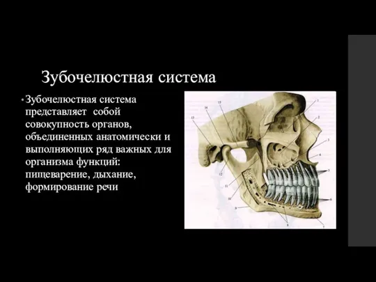 Зубочелюстная система Зубочелюстная система представляет собой совокупность органов, объединенных анатомически и выполняющих