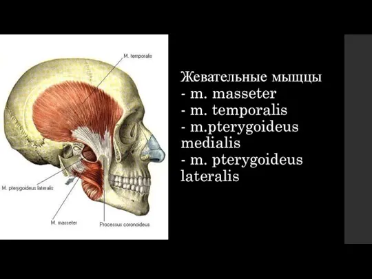 Жевательные мыщцы - m. masseter - m. temporalis - m.pterygoideus medialis - m. pterygoideus lateralis