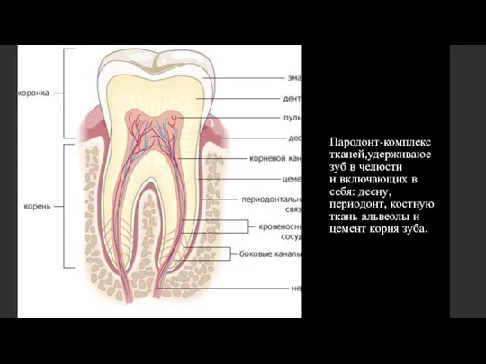 Пародонт-комплекс тканей,удерживаюе зуб в челюсти и включающих в себя: десну, периодонт, костную