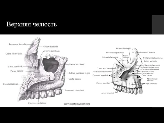 Верхняя челюсть