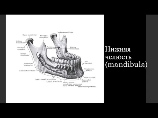 Нижняя челюсть (mandibula)