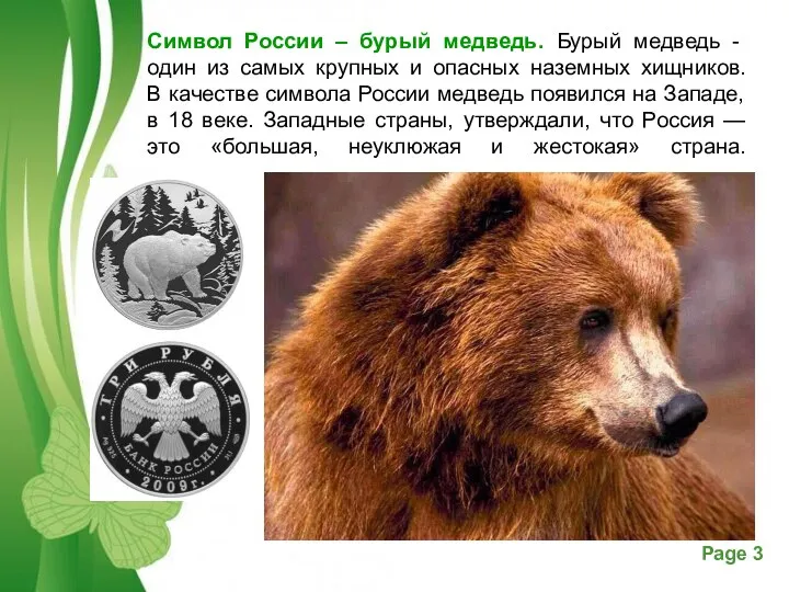 Символ России – бурый медведь. Бурый медведь - один из самых крупных