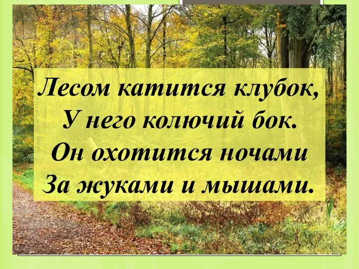 Лесом катится клубок, У него колючий бок. Он охотится ночами За жуками и мышами.