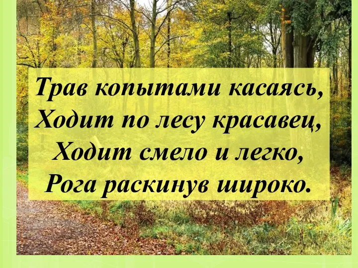 Трав копытами касаясь, Ходит по лесу красавец, Ходит смело и легко, Рога раскинув широко.