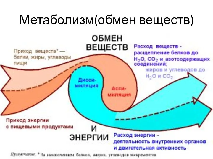 Метаболизм(обмен веществ)