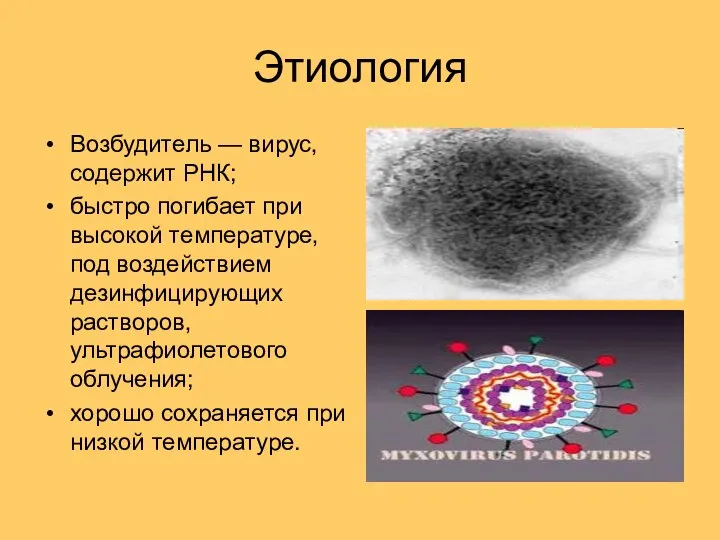 Этиология Возбудитель — вирус, содержит РНК; быстро погибает при высокой температуре, под