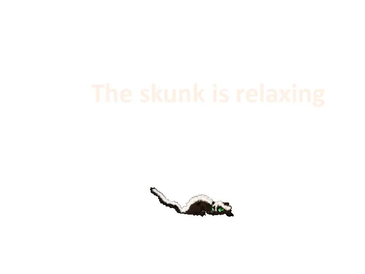 The skunk is relaxing