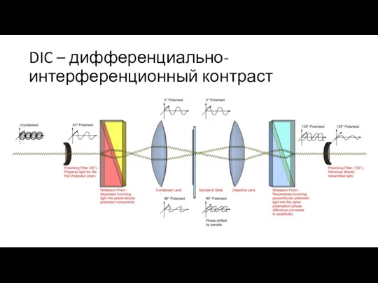 DIC – дифференциально-интерференционный контраст