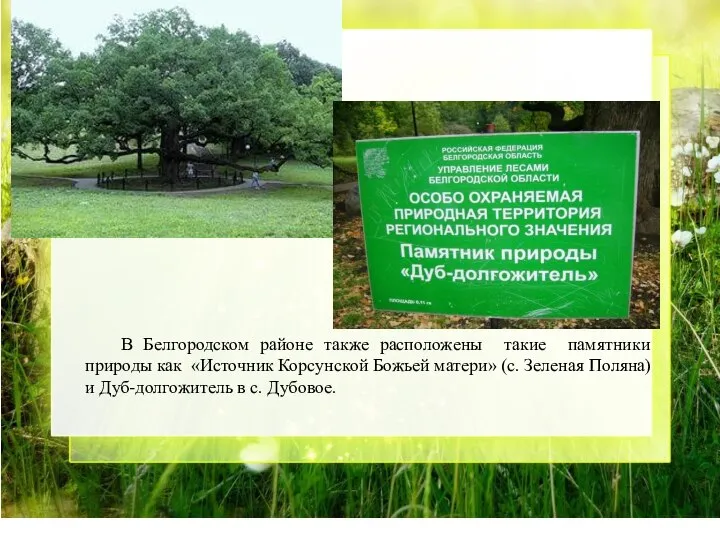 В Белгородском районе также расположены такие памятники природы как «Источник Корсунской Божьей