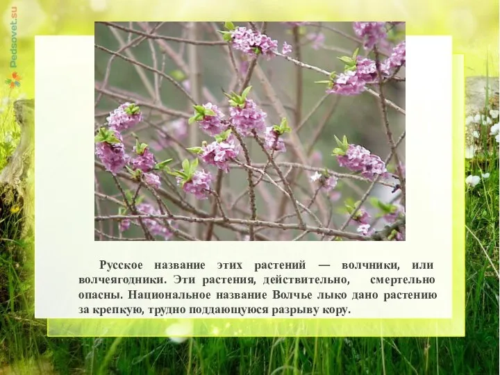 Русское название этих растений — волчники, или волчеягодники. Эти растения, действительно, смертельно