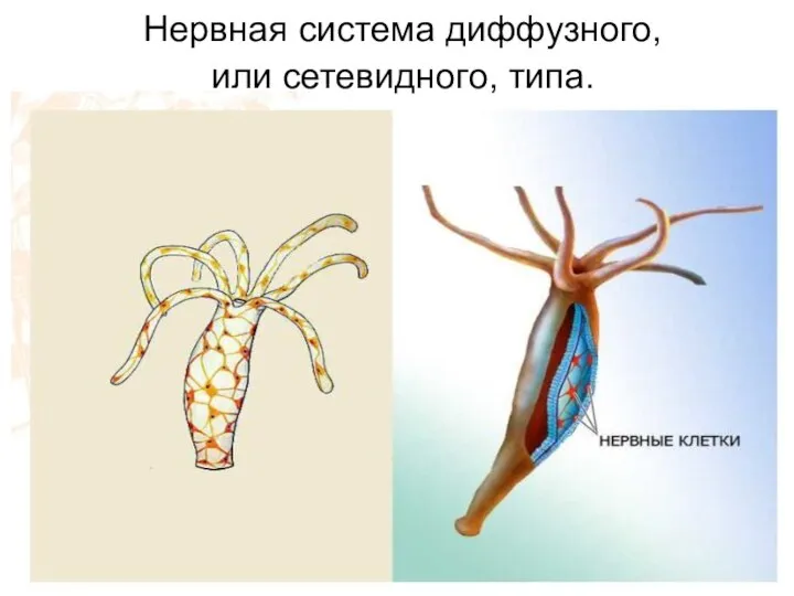 Нервная система диффузного, или сетевидного, типа.