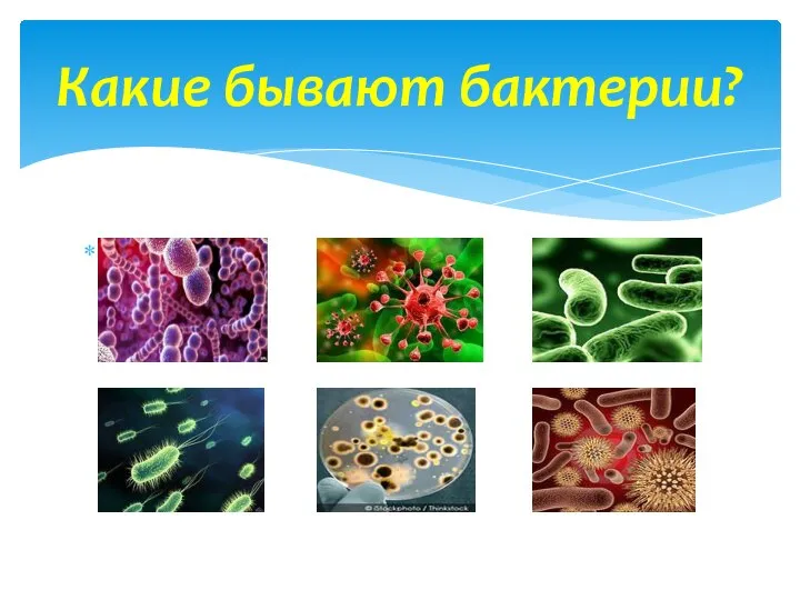 Какие бывают бактерии?