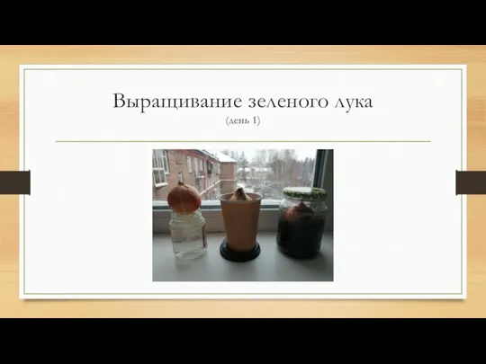 Выращивание зеленого лука (день 1)