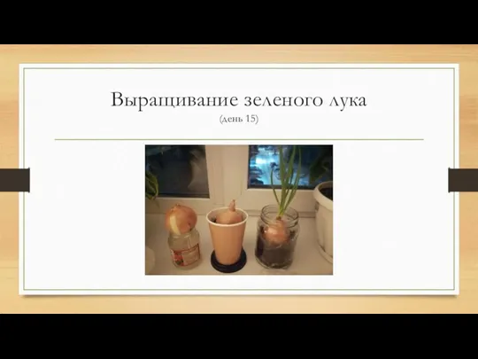 Выращивание зеленого лука (день 15)