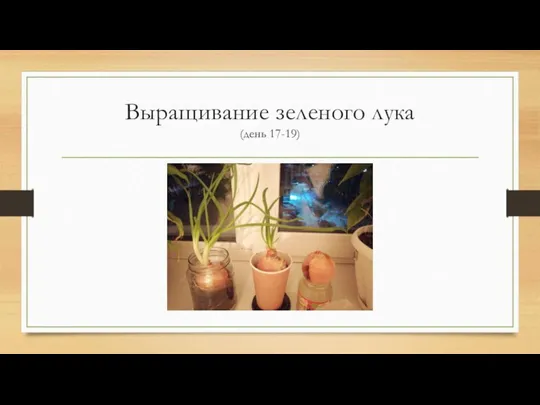 Выращивание зеленого лука (день 17-19)