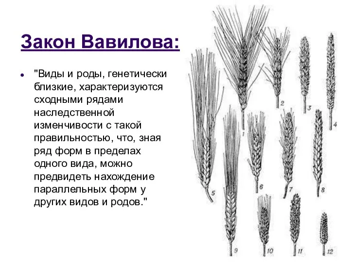 Закон Вавилова: "Виды и роды, генетически близкие, характеризуются сходными рядами наследственной изменчивости