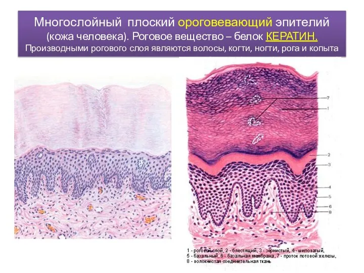 Многослойный плоский ороговевающий эпителий (кожа человека). Роговое вещество – белок КЕРАТИН. Производными