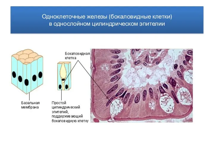 Одноклеточные железы (бокаловидные клетки) в однослойном цилиндрическом эпителии