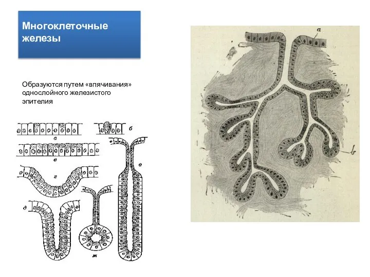 Многоклеточные железы Образуются путем «впячивания» однослойного железистого эпителия