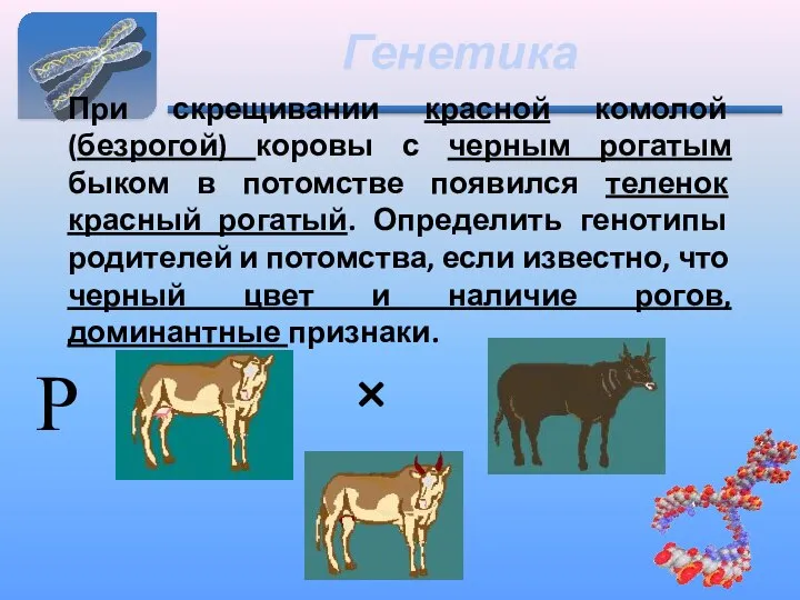 Генетика При скрещивании красной комолой (безрогой) коровы с черным рогатым быком в