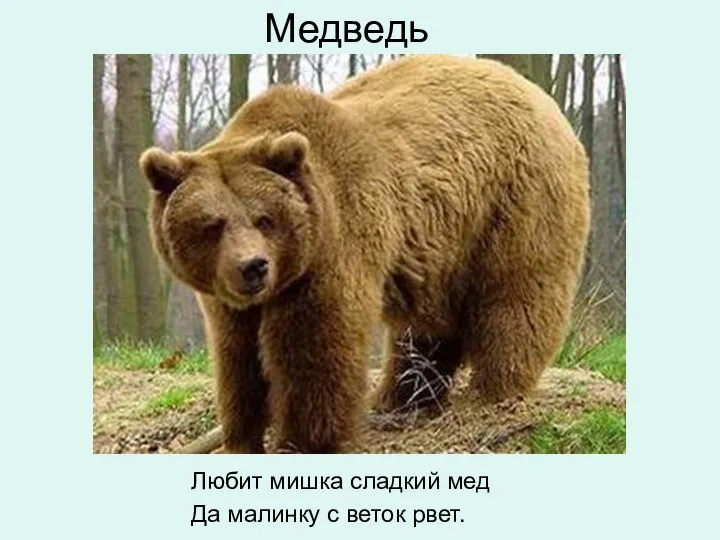 Медведь Любит мишка сладкий мед Да малинку с веток рвет.