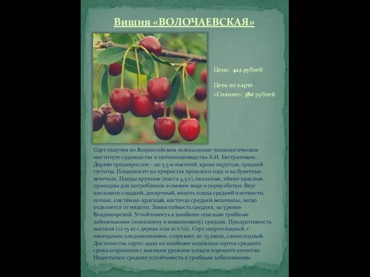 Вишня «ВОЛОЧАЕВСКАЯ» Сорт получен во Всероссийском селекционно-технологическом институте садоводства и питомниководства А.И.