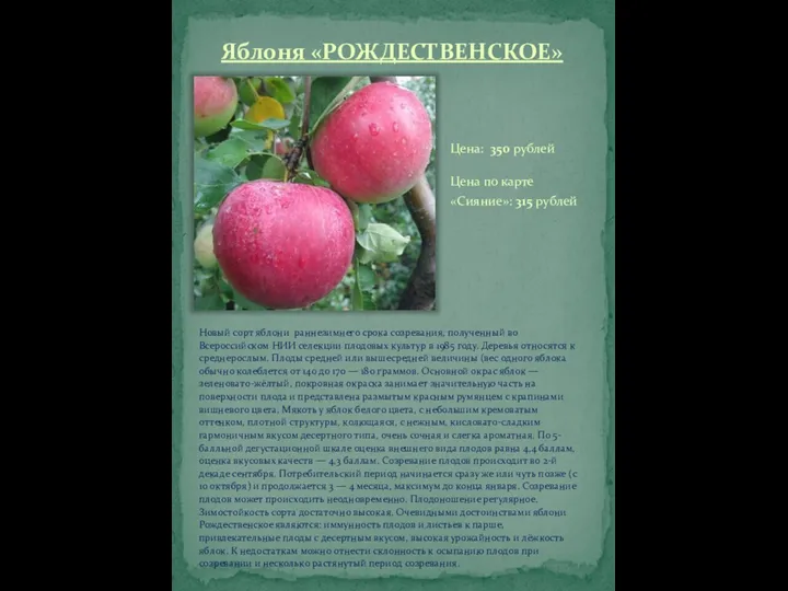 Яблоня «РОЖДЕСТВЕНСКОЕ» Новый сорт яблони раннезимнего срока созревания, полученный во Всероссийском НИИ