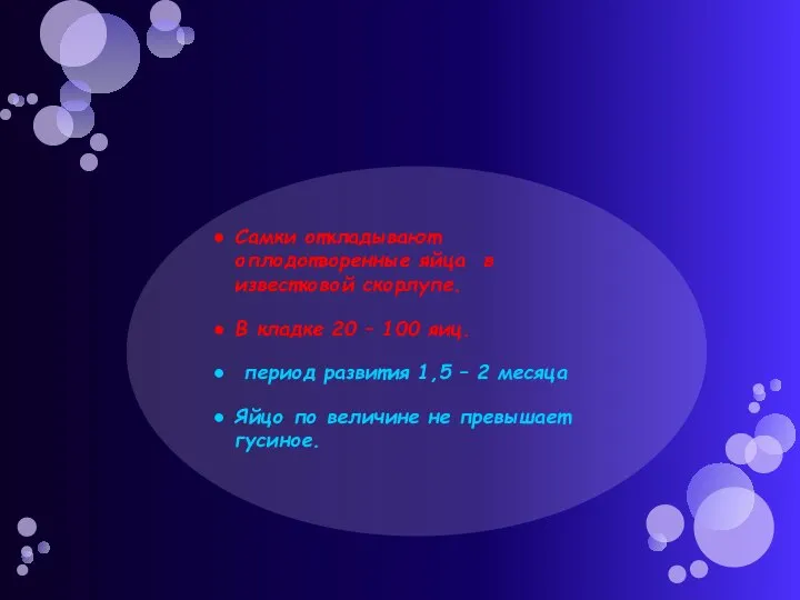 Самки откладывают оплодотворенные яйца в известковой скорлупе. В кладке 20 – 100