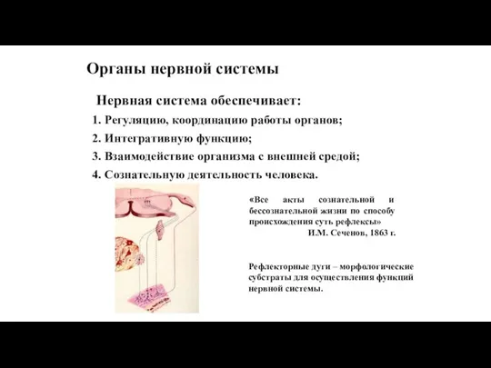 Органы нервной системы Нервная система обеспечивает: 1. Регуляцию, координацию работы органов; 2.