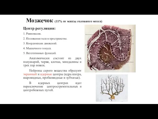 Мозжечок (11% от массы головного мозга) Центр регуляции: 1. Равновесия. 2. Положения