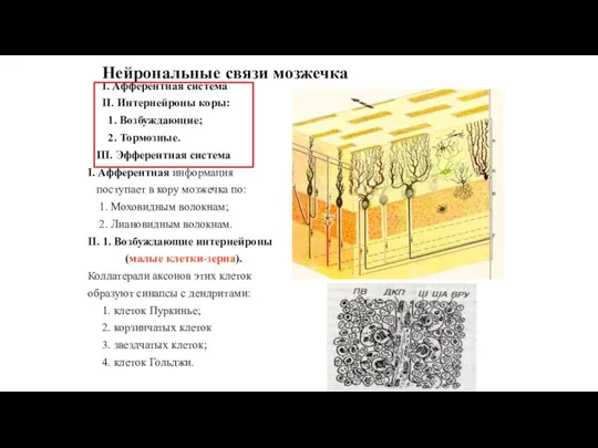 Нейрональные связи мозжечка I. Афферентная система II. Интернейроны коры: 1. Возбуждающие; 2.