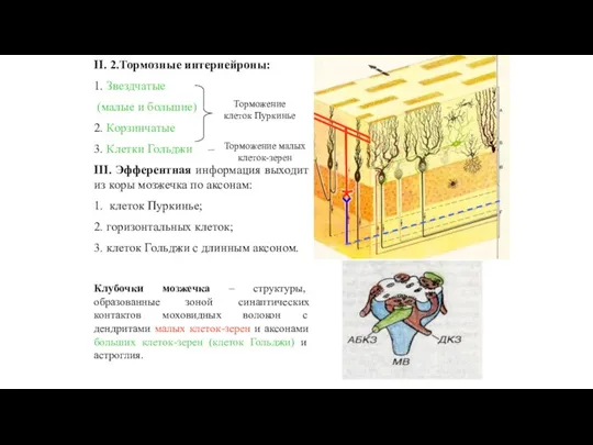 II. 2.Тормозные интернейроны: 1. Звездчатые (малые и большие) 2. Корзинчатые 3. Клетки