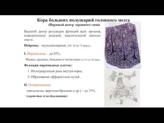 Кора больших полушарий головного мозга (Нервный центр экранного типа) Высший центр регуляции