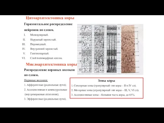 Цитоархитектоника коры Горизонтальное распределение нейронов по слоям. Молекулярный. Наружный зернистый. Пирамидный. Внутренний