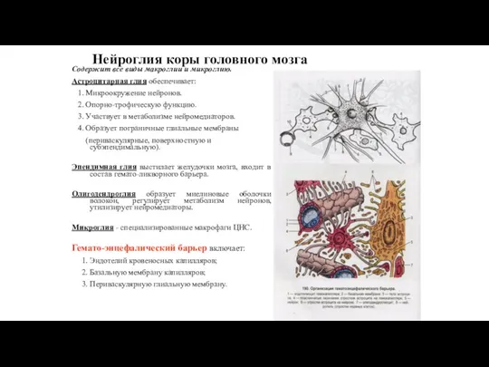 Нейроглия коры головного мозга Содержит все виды макроглии и микроглию. Астроцитарная глия