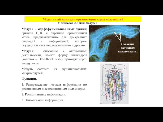 Модуль - морфофункциональных единиц органов ЦНС с экранной организацией мозга, предназначенные для