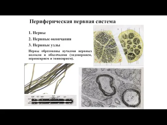 Периферическая нервная система 1. Нервы 2. Нервные окончания 3. Нервные узлы Нервы