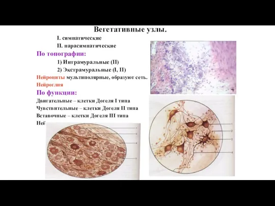Вегетативные узлы. I. симпатические II. парасимпатические По топографии: 1) Интрамуральные (II) 2)