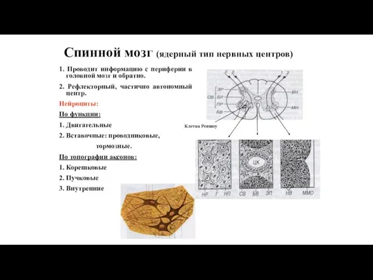 Спинной мозг (ядерный тип нервных центров) 1. Проводит информацию с периферии в