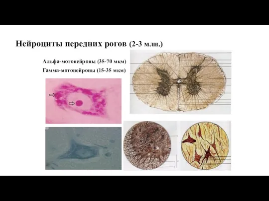 Нейроциты передних рогов (2-3 млн.) Альфа-мотонейроны (35-70 мкм) Гамма-мотонейроны (15-35 мкм)