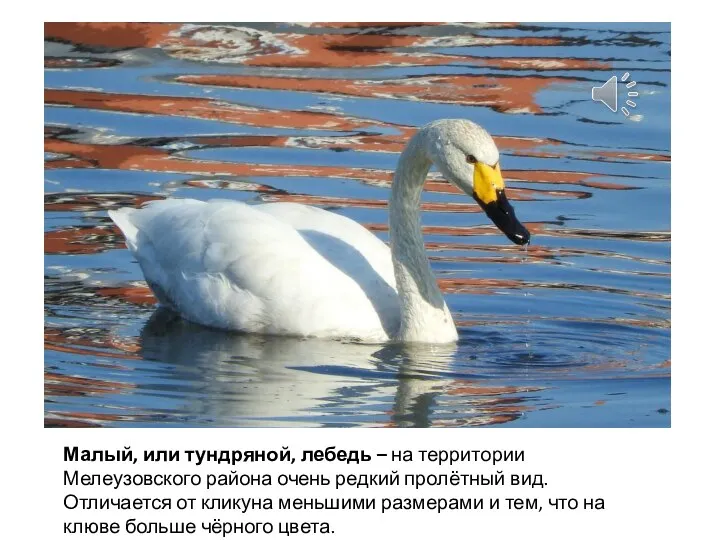 Малый, или тундряной, лебедь – на территории Мелеузовского района очень редкий пролётный