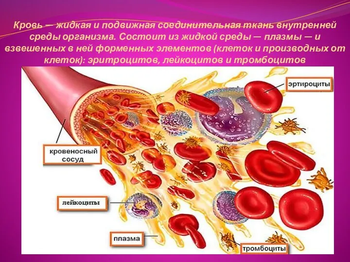 Кровь — жидкая и подвижная соединительная ткань внутренней среды организма. Состоит из