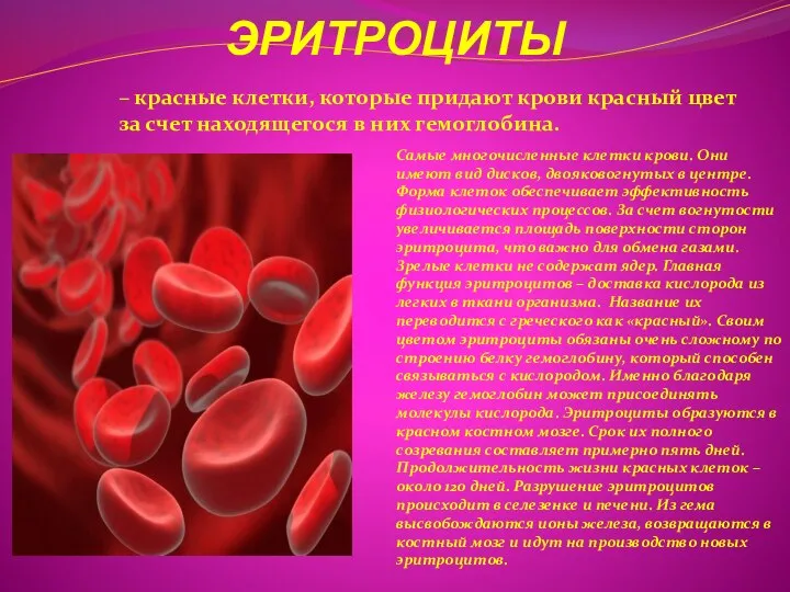 ЭРИТРОЦИТЫ – красные клетки, которые придают крови красный цвет за счет находящегося